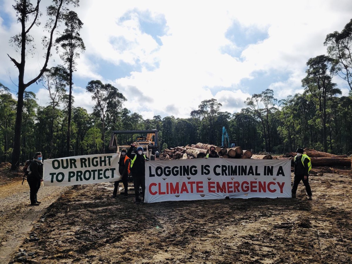 Logging stopped at Mt Disappointment. 

Peaceful protest poses no safety risks to VicForests’ contractors but the logging of native forests risks everything for all of us: our climate and the richness of life on earth.

#StopTheChop