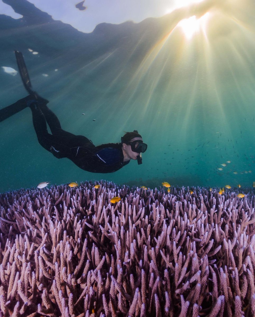 It’s official… promotion granted (earned)… FULL professor! <a href="/jcu/">James Cook Uni</a> @CoralCoE 

Thanks everyone for your love &amp; support! 

📸s by <a href="/harriet_spark/">Harriet Spark</a> of Grumpy Turtle Films &amp; Kristian Laine Photography