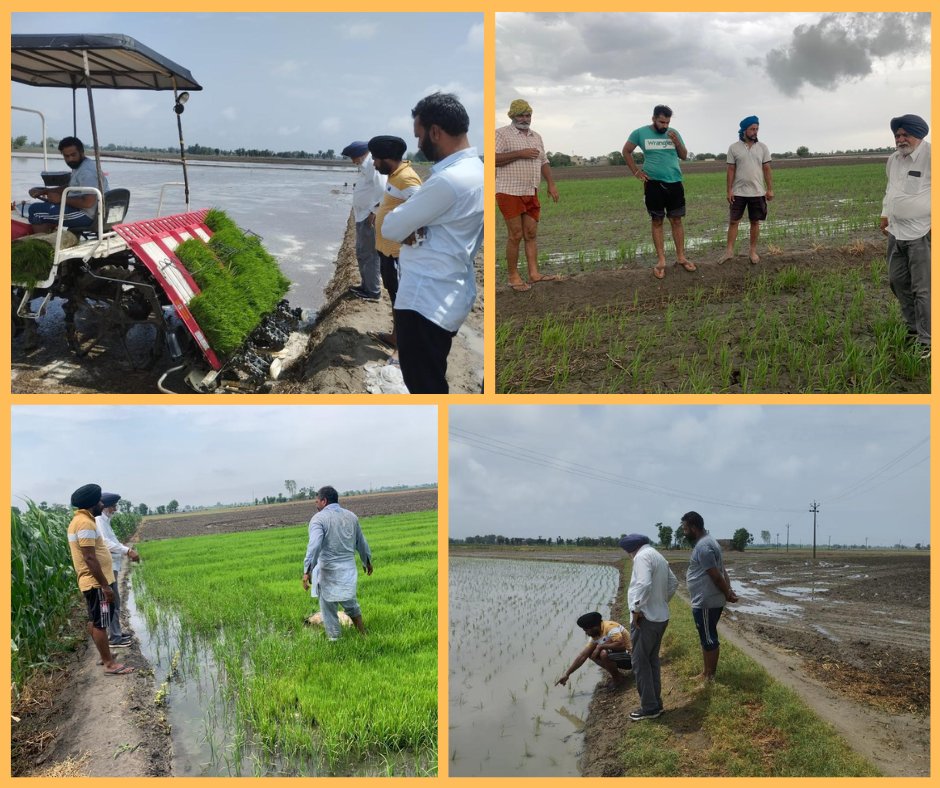 Paddy transplantation for Long Duration Varieties (LDV) during Kharif season 2022 in Punjab has begun on the 22nd June and will go up to the second week of July.

#punjab #PunjabAgriculture #groundwater #savewaterater #ricetransplantation #paddy #PaddyCultivation #Kharifcrop #DSR