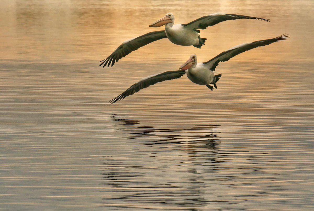 There’s never a bad time of year to visit #lovegippsland Thanks to Helmut from Marlo for sharing these beautiful pix of the ‘locals’ enjoying the Snowy River estuary at sunset. @KathSully @lyndalcurtis #seeaustraliafirst