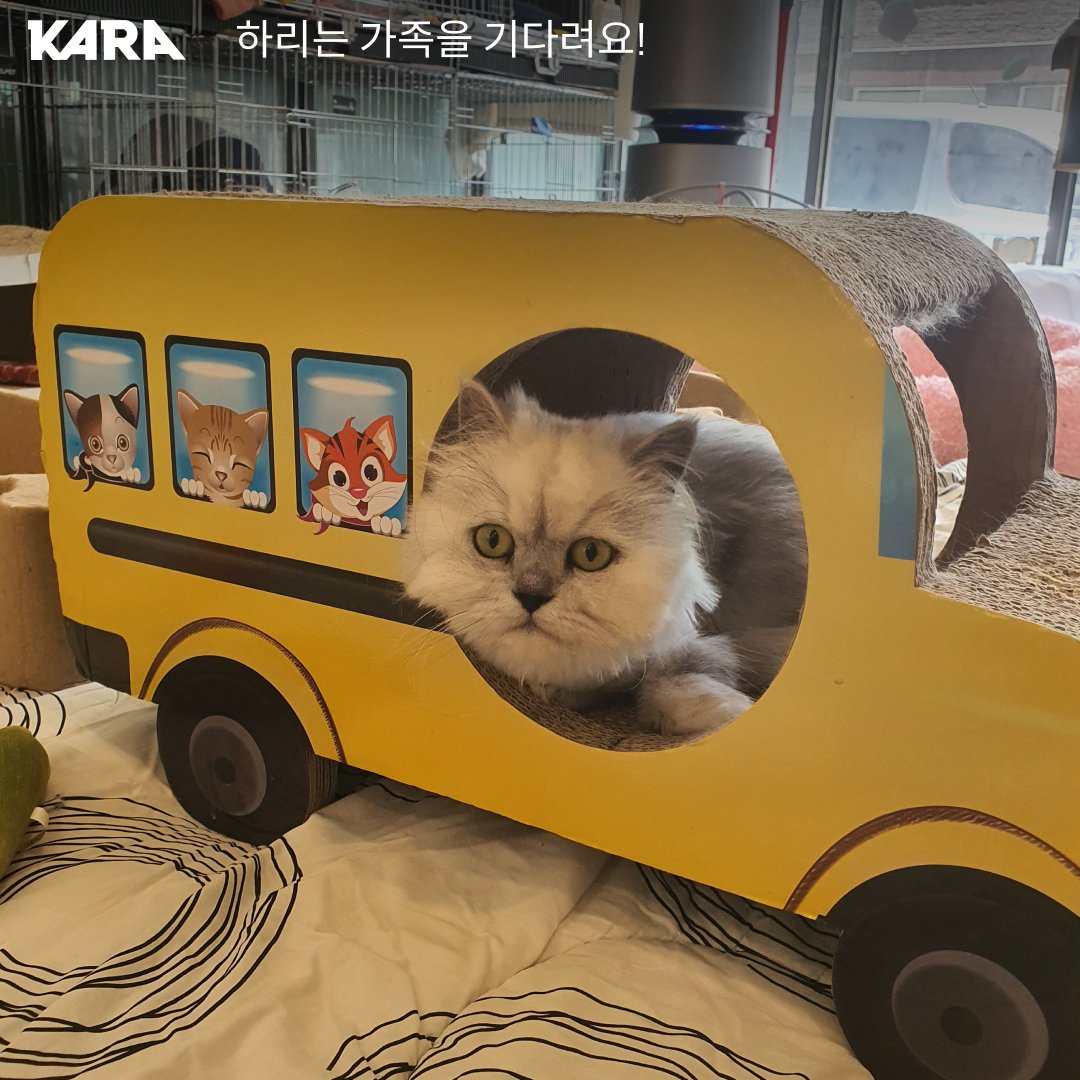 ekara_org's tweet photo. 지난 겨울 버려졌던 하리. 아직 가족을 찾고 있습니다. https://t.co/QbUhB7Qiy9 https://t.co/SqgjbxPnIn