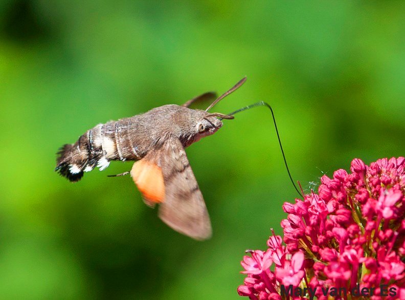 maryvanderes's tweet photo. Ik wens iedereen een mooie dag toe.

#Kolibrievlinder #Macroglossum_stellatarum 
#Humming_bird_Hawk_Moth .

#moths https://t.co/H5Fhedwe6J