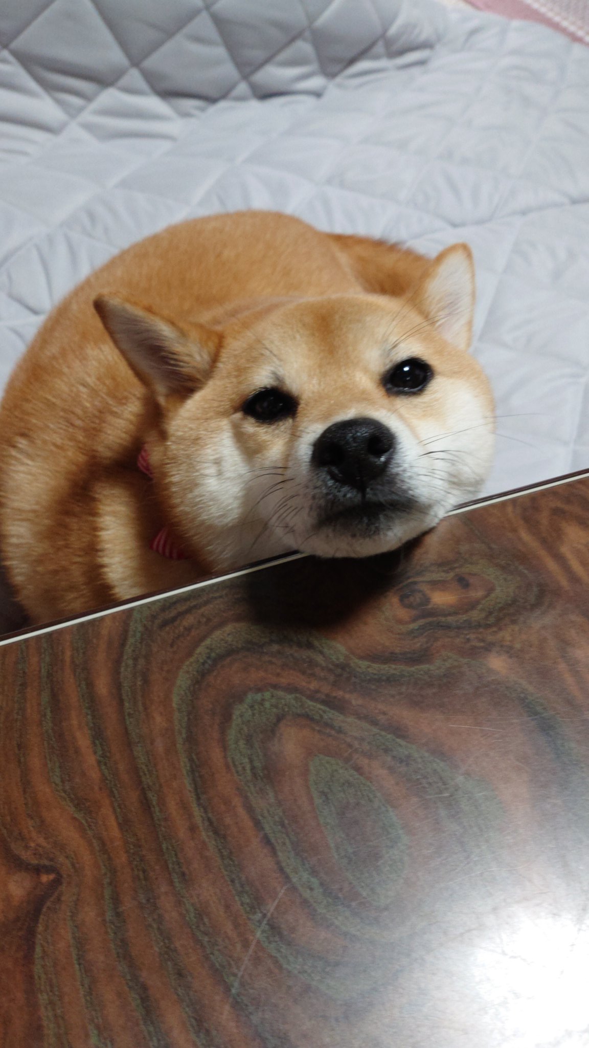 柴犬りん T 2810 Twitter