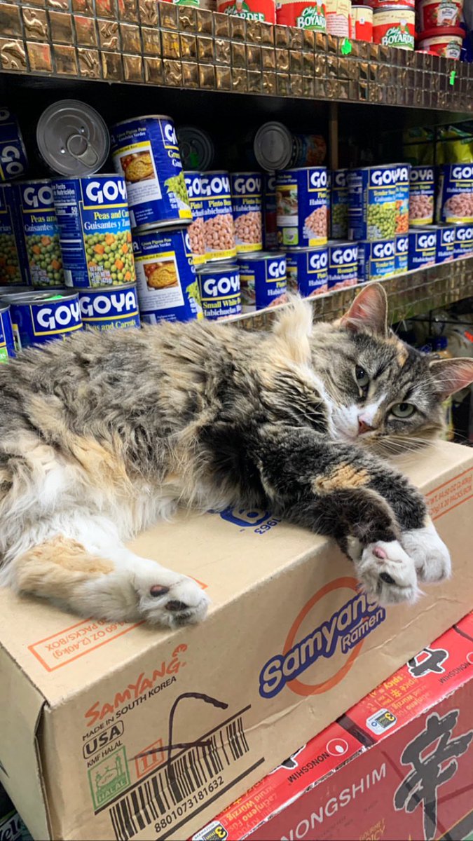 Bodegacats_'s tweet photo. https://t.co/pNzeFLzECw