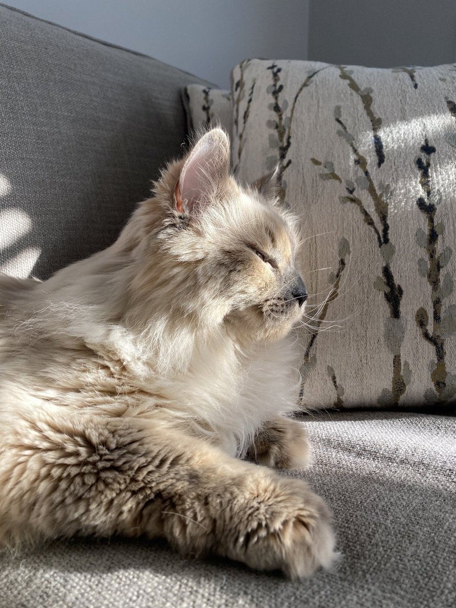 bean_tash's tweet image. Pre long weekend vibes. 🌅 #CatsOfTwitter