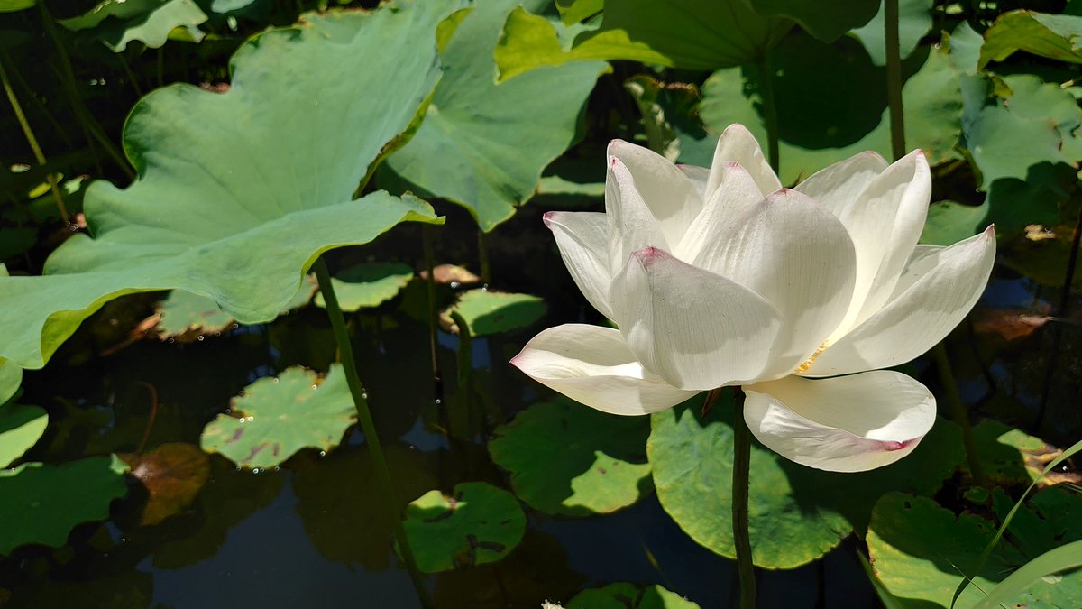 photo_xx_maki's tweet photo. なう。蓮の花撮りに来た。暑すぎてしぬかも。。。 https://t.co/3JcI8Kdz4C
