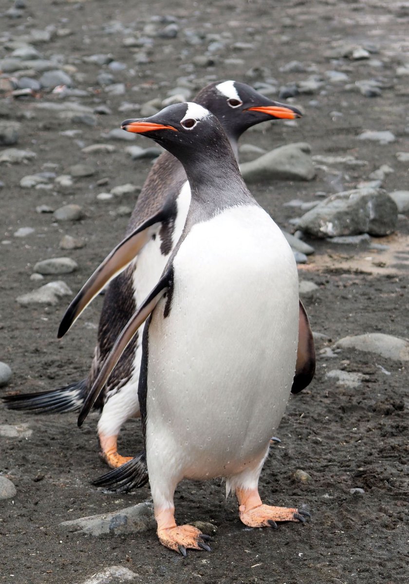 BirdPerHour's tweet image. #birdbot