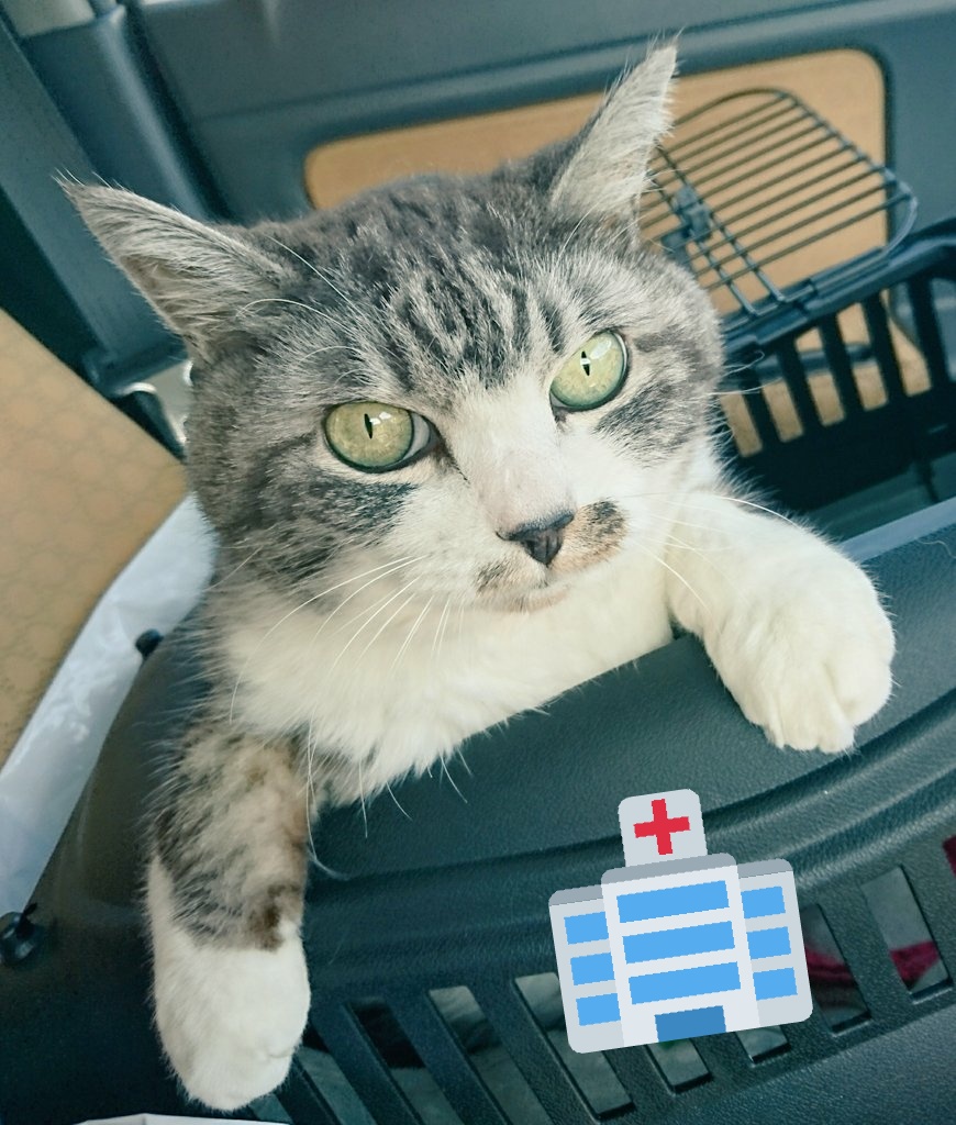 やんまぬ tweet media