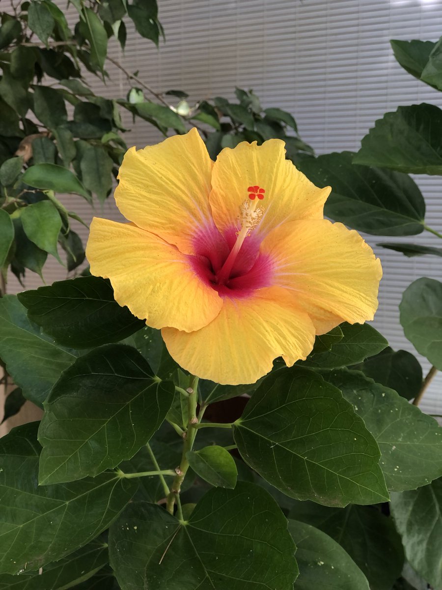#Hibiscus.. the flowers last only a day.