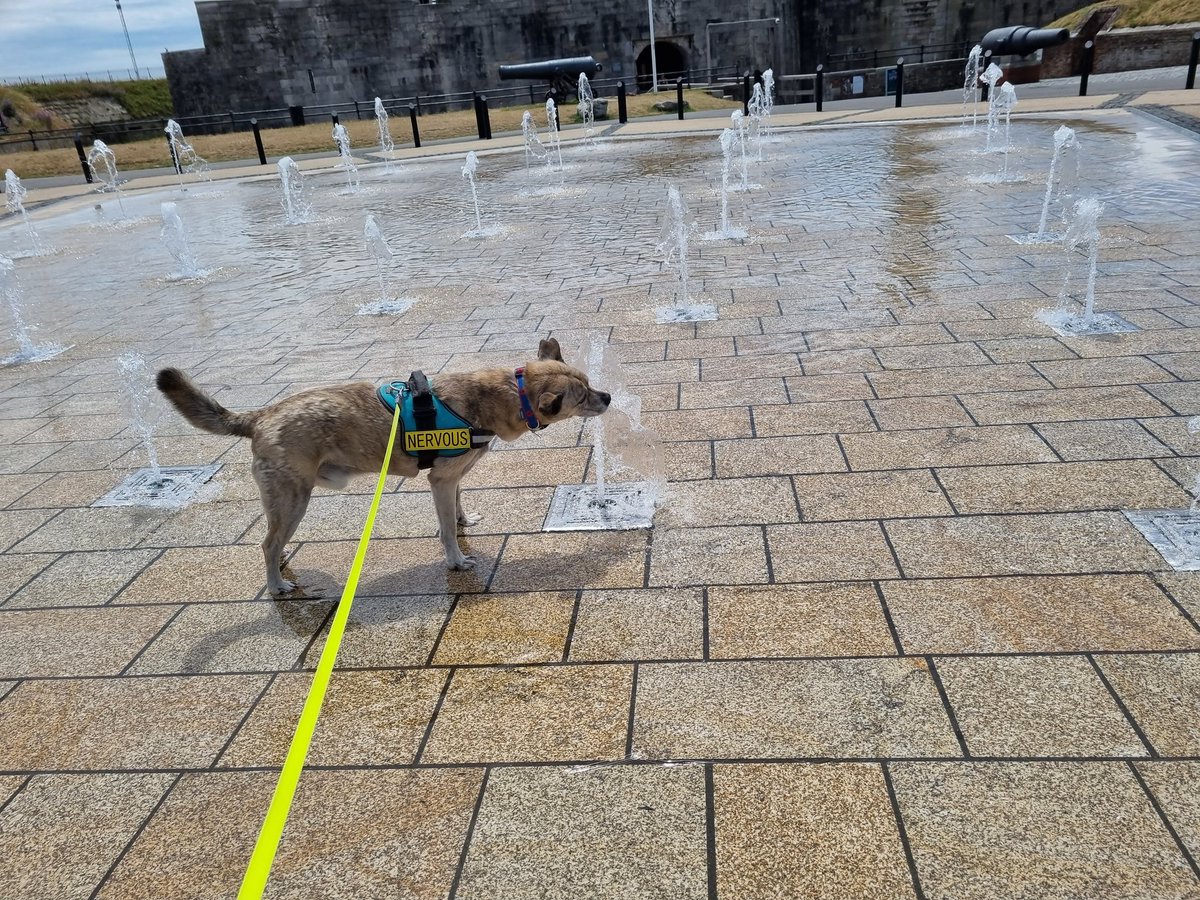 paintedelfie's tweet photo. Ted enjoyed this lovely water display on a recent visit to @portsmouthtoday ... I absolutely loved how #DogFriendly #Portsmouth is &amp; we will definitely visit again soon https://t.co/efQHn7TSbp