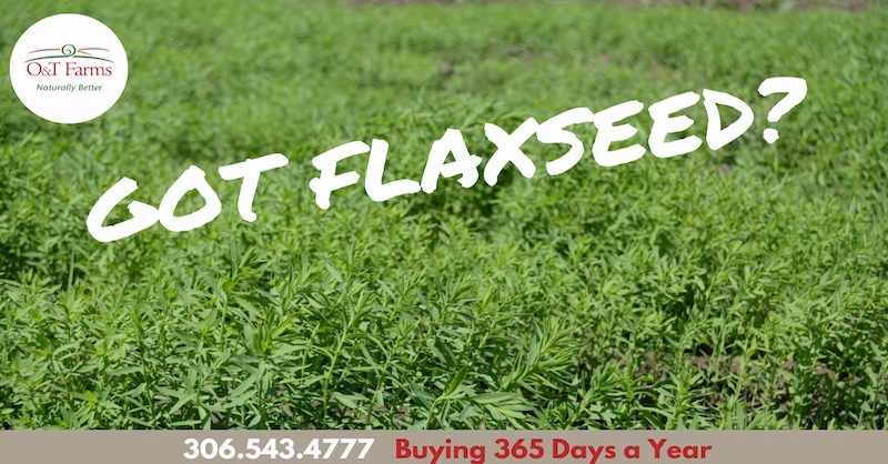 OandTFarms's tweet photo. Great looking #flaxseed this week (June 26) in #Saskatchewan at about 6” high. Continue to support the #flax and #pulse growers and look forward to a great 2022 season. #WestCdnAg #CdnPulse #SKag