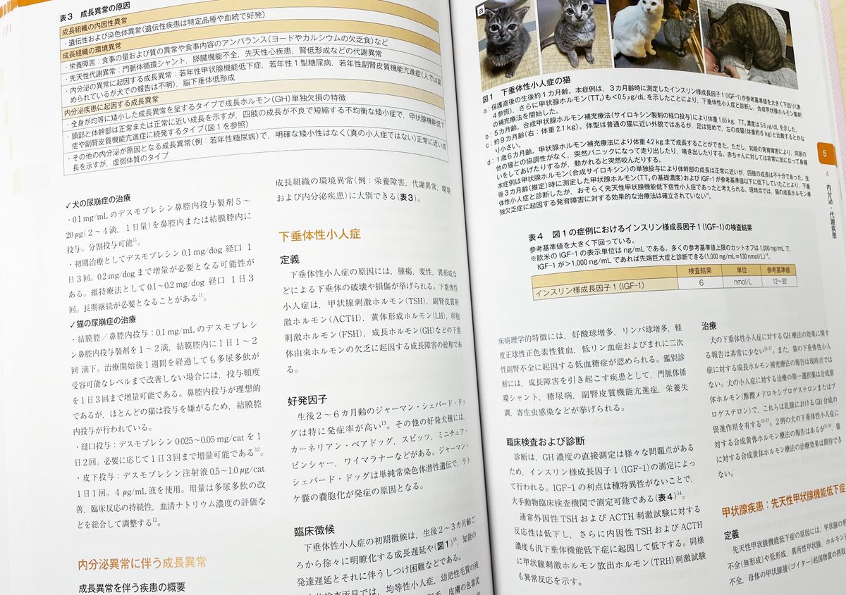 新刊書籍 完成！】 子犬と子猫の診療ガイド 監修：竹内和義、A4 256頁