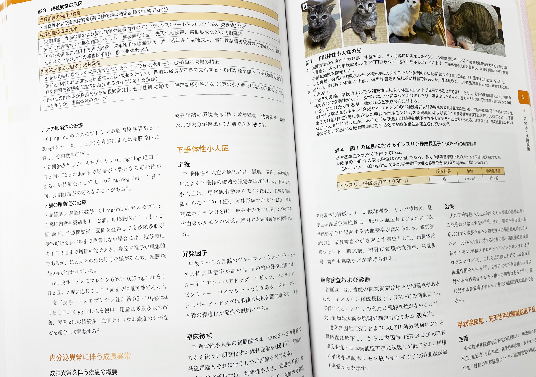 子犬と子猫の診療ガイド 子犬と子猫の診療ガイド/竹内和義 本・コミック・雑誌 