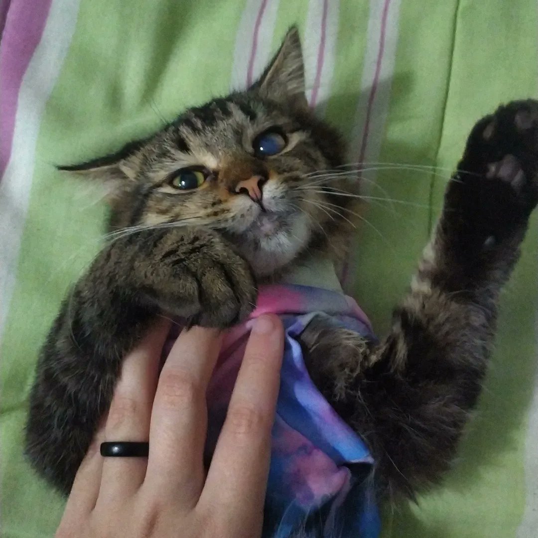lindaaaptu's tweet photo. @faleitolevekk Meninas, eu estou vendendo essa chapinha por 25$ e entrego em SP! eu preciso comprar um medicamento para meu gatinho que está com uma doença chamada PIF,  falta 25$ reais. Quem tiver interesse me chama por favor 🥺 https://t.co/91CO3xO58x