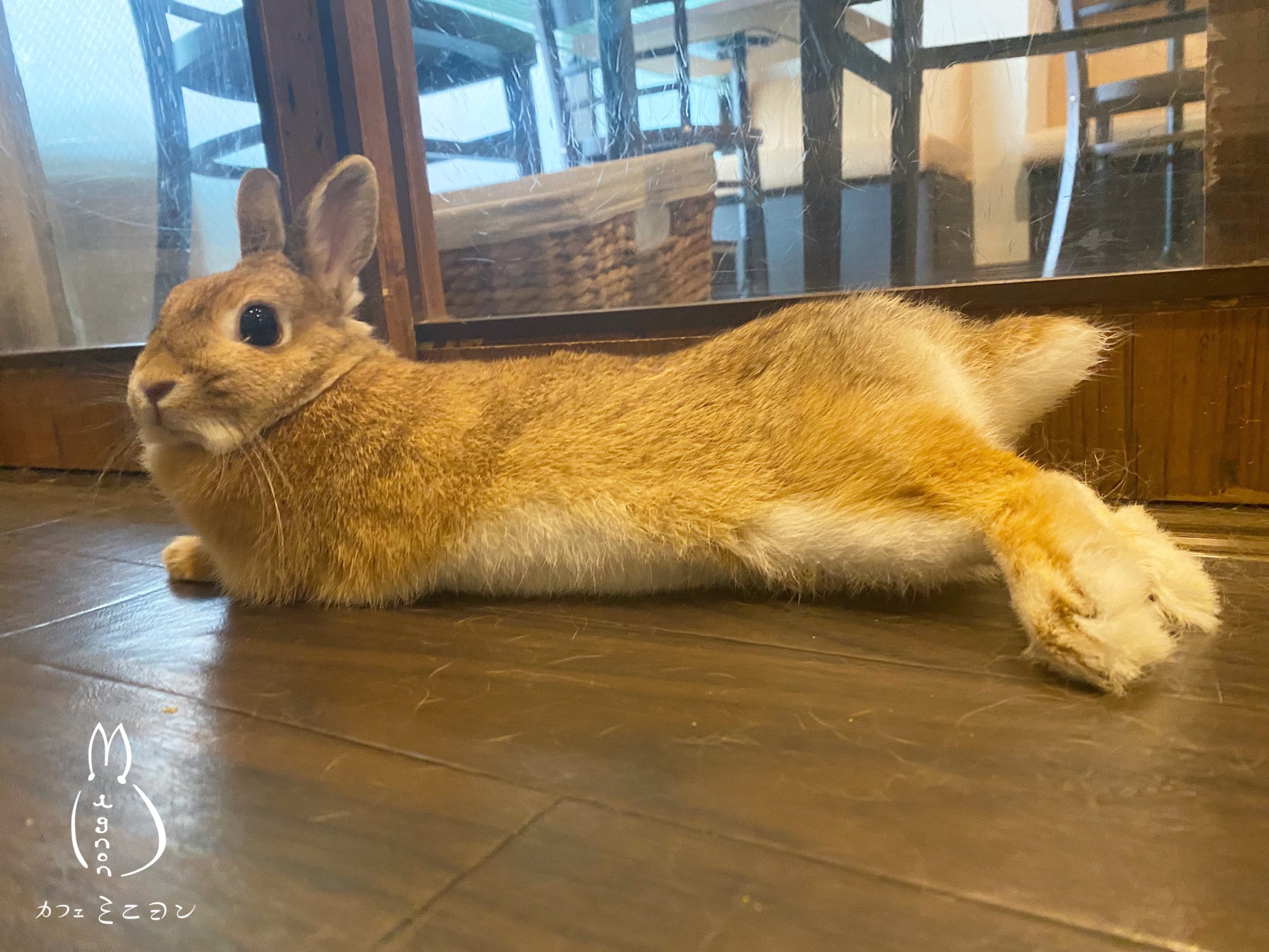 うさぎカフェ ミニヨン Cafe Mignon Twitter