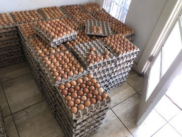 Gracelandfarmer's tweet photo. Farm fresh chickens and eggs 🥚 
WhatsApp 0793642181. 
📍📍📍Germiston town.
Delivery 🚚 available in Gauteng only
You pay after delivery 🚚 

Ncikazi. Kaizer chiefs.  Sundowns.  16h00. Bathabile. #mamkhize al ahly.  Mkhulise. De ruyter.  Limpopo dbn july #PhalaPhalaFarmGate https://t.co/ReQMb0jVrA
