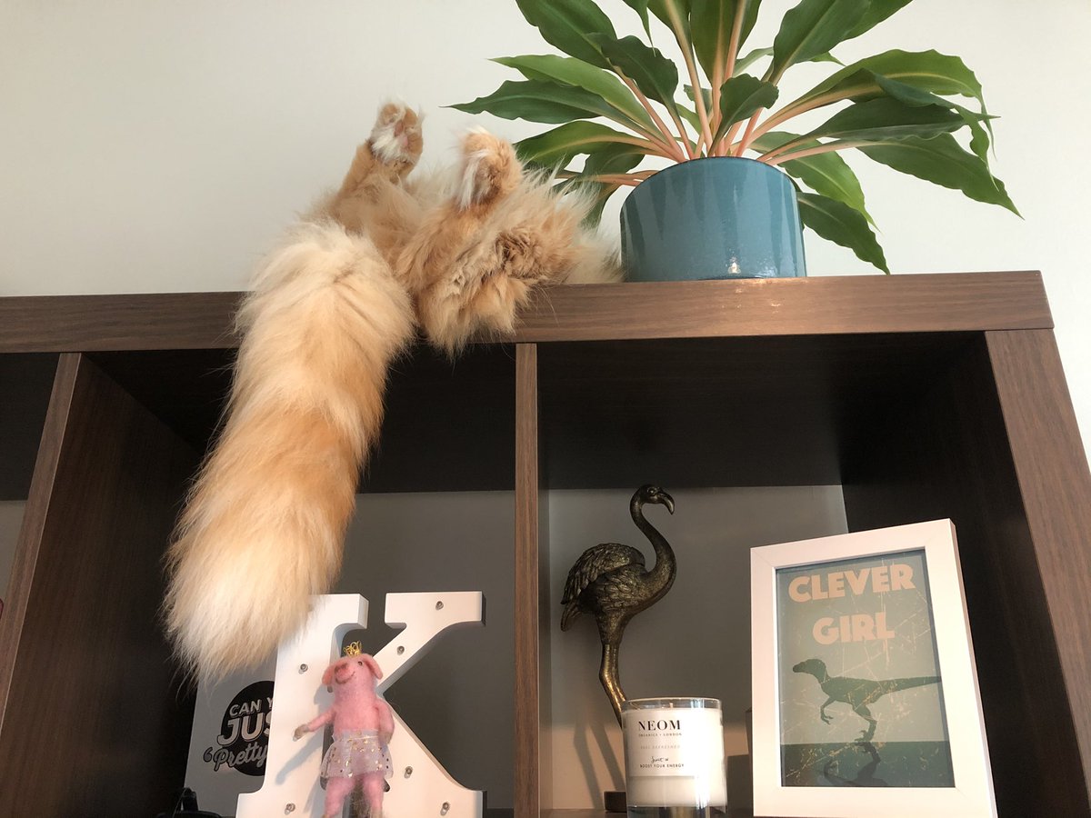 how_IC_it's tweet photo. @comms2point0 Yes lovely but this #CommsPets thread needs more #CommsCats Mine are refusing to Perform unfortunately 😸😸 https://t.co/9MsJAdGM5Z
