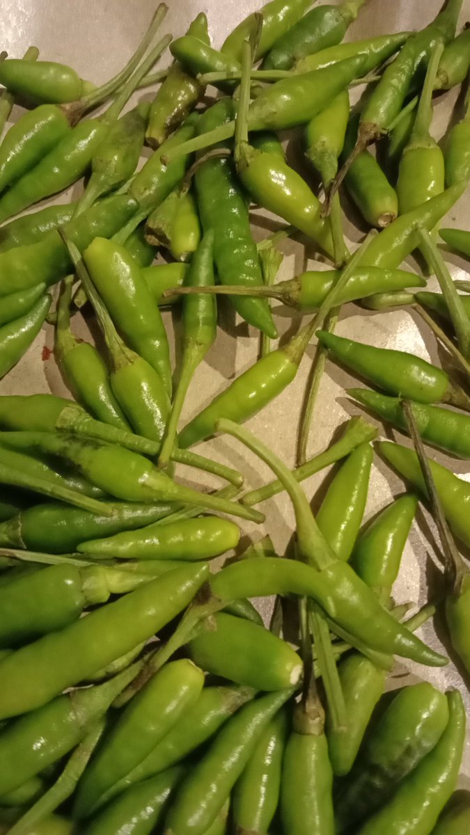 kkalliance1976_'s tweet image. oraiso iso nonton langsung  yo tak delok lewat proyektor sek wae sementara

area sleman barat iso merapat ✊

#happyPSSday 
#point3