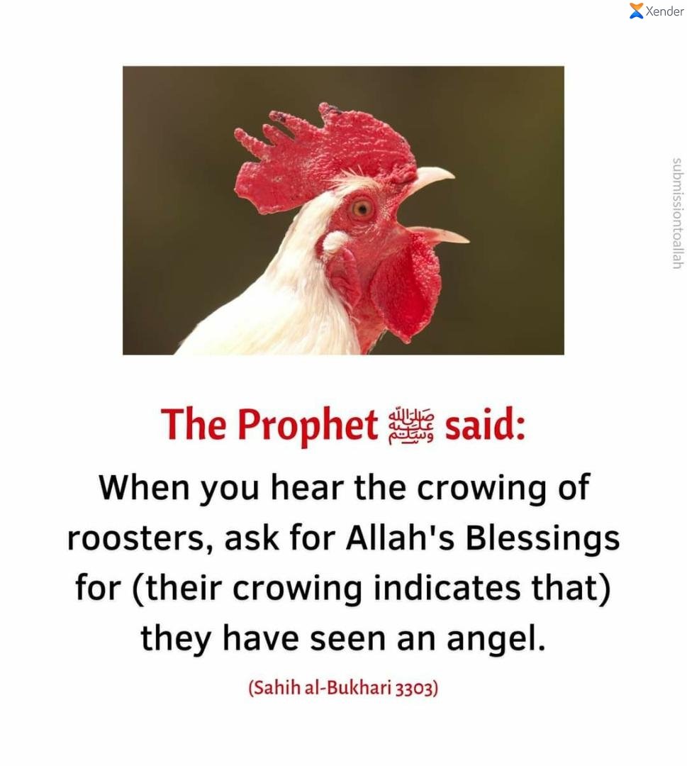 Aysho_'s tweet photo. Hadith of the day. https://t.co/8dtysyIfdq