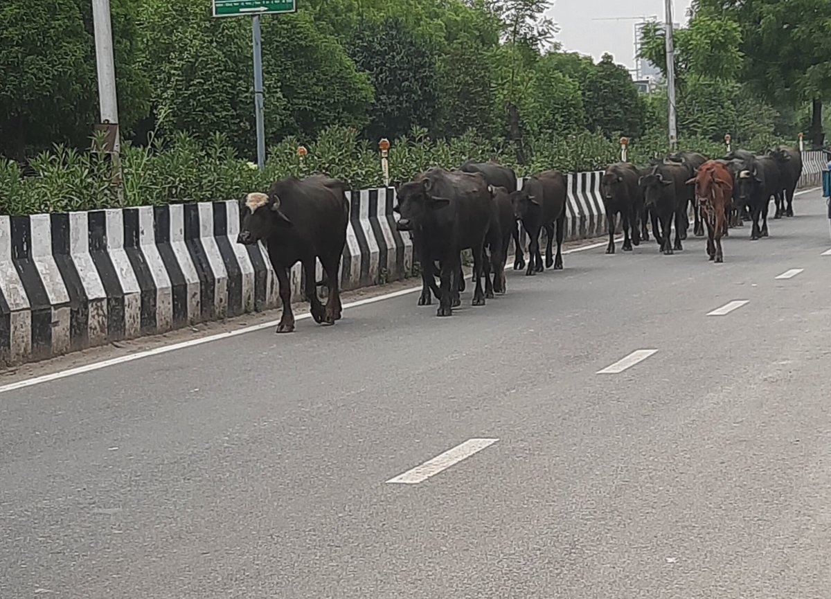 Ombeer75's tweet image. सेक्टर- 45 और 46 के मध्य रोड पर घूमते हुये पालतू जानवर बड़े किसी दुर्घटना का कारण बन सकते हैं।
कृपया इसपर प्रतिबन्ध लगायें।
@noida_authority
@CeoNoida 
@noidatraffic