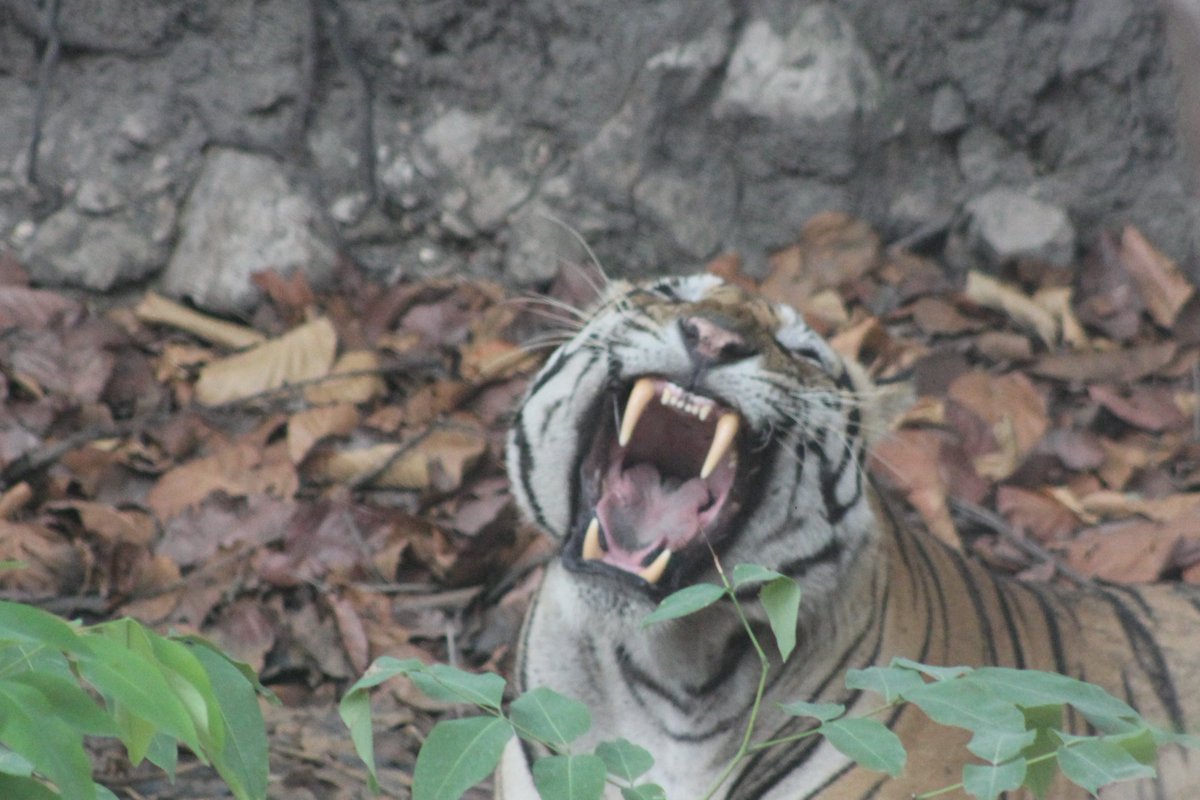 Big Boy Bajrang of #bandhavgarh enjoying a day's relaxation in shade and mud. #NaturePhotography #wildlifephotography #Tigers #nature #NatureIsCalling