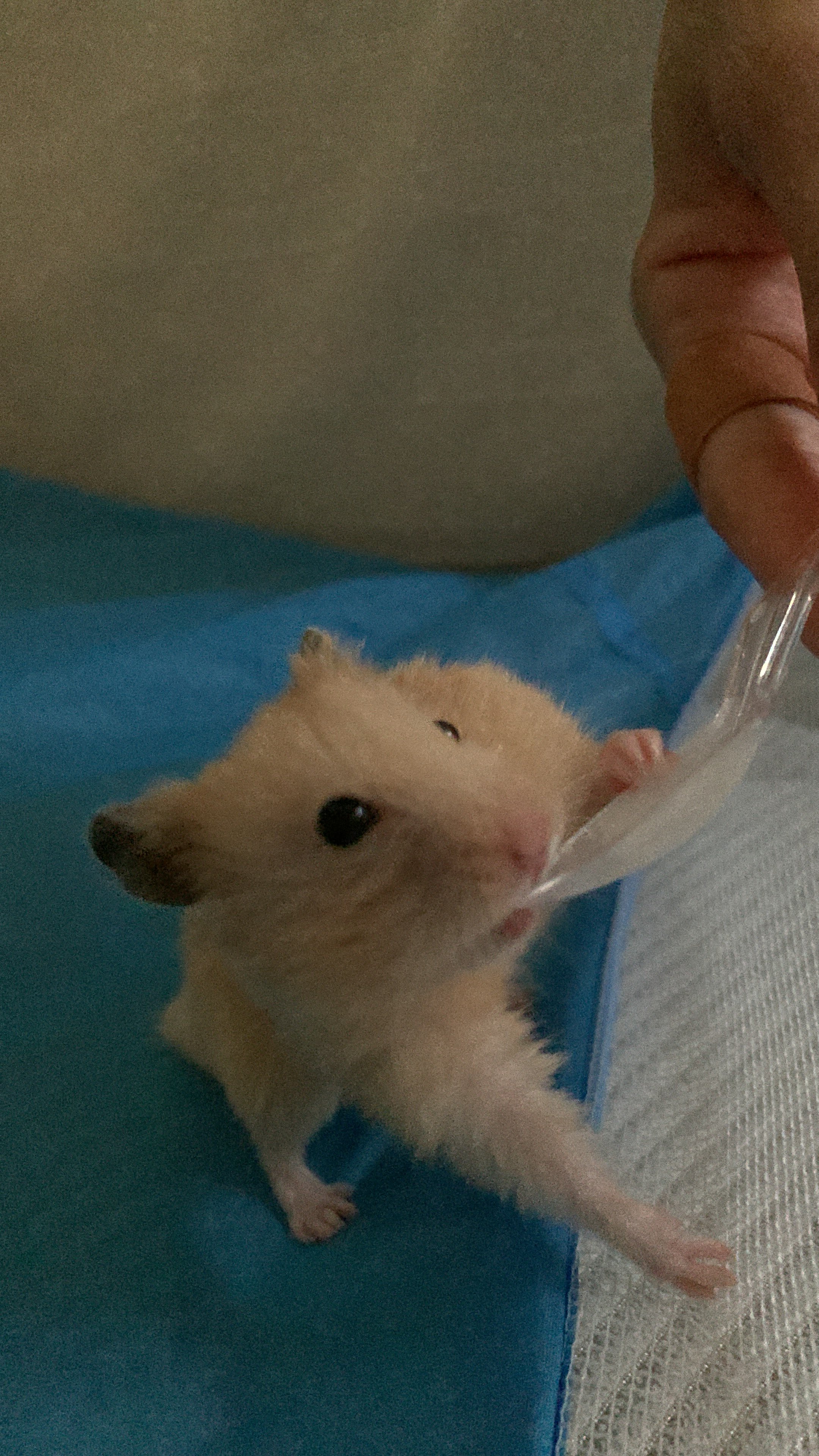 𝚗𝚊𝚝𝚜𝚞 腸活生活っておもしろ可愛いくて笑っちゃいました き助は凄い食いつきでしたが ハム太郎は一口だけでお好みじゃないようです ハムスター ハムスターのいる生活 T Co C1qjgnpt9g Twitter