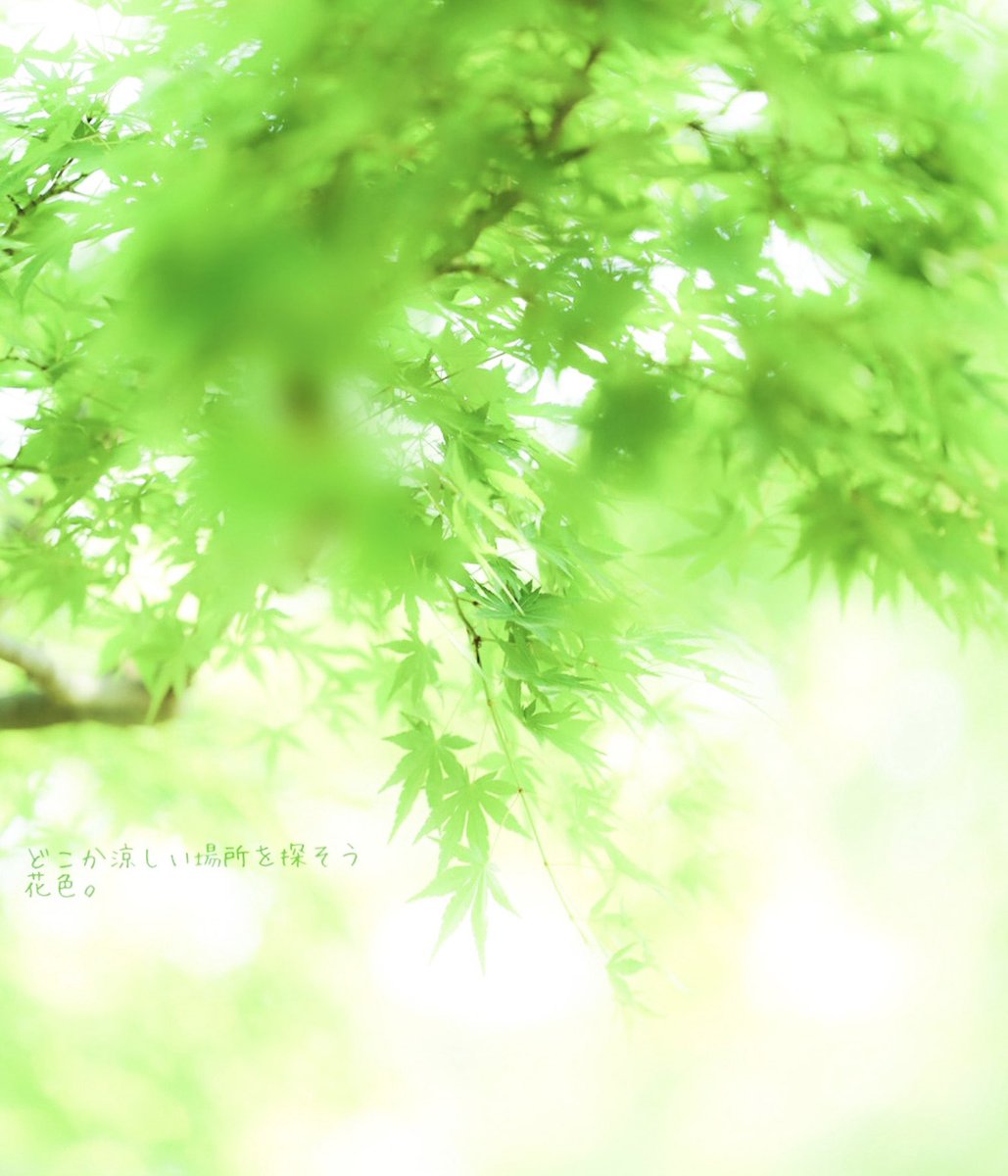 ꕤ

🌲
　
#キリトリセカイ  
#自然が好き 
#ファインダー越しの私の世界