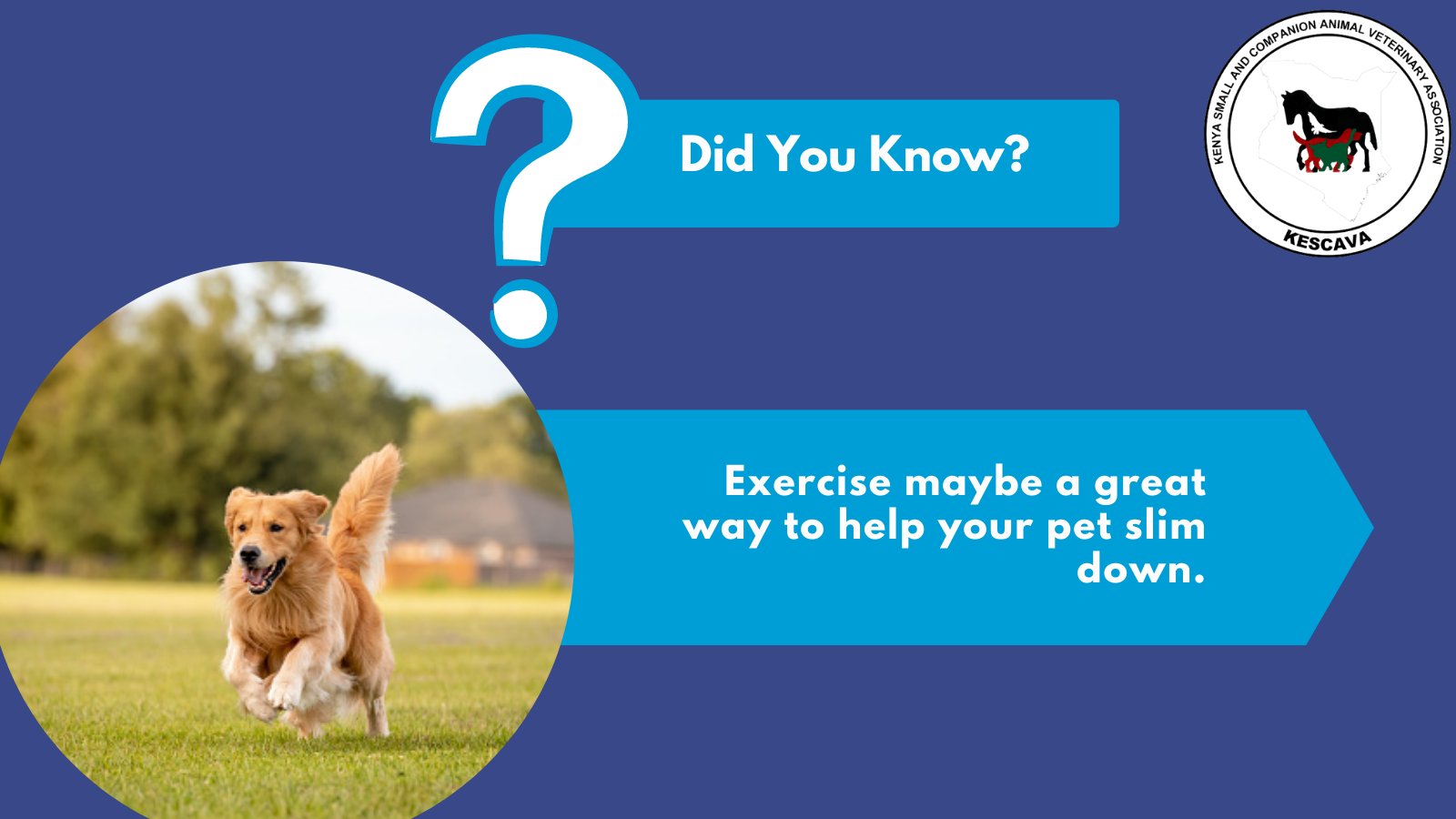 Should You Be Able To Feel Puppies Ribs