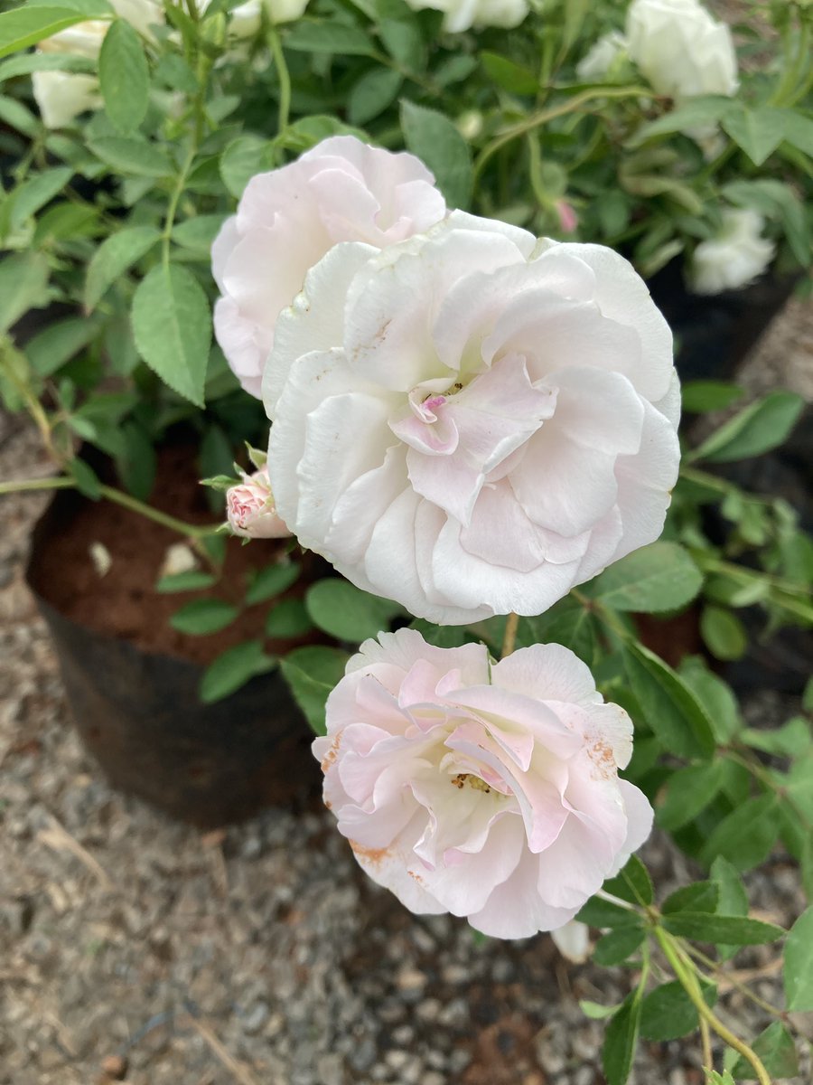 AanganGarden's tweet photo. Summer Snow Rose in white colour. to buy, visit Aangan Garden Nursery , Indore today

#rose #indore #nursery #gardening #summersnow https://t.co/EgfX9949Ht