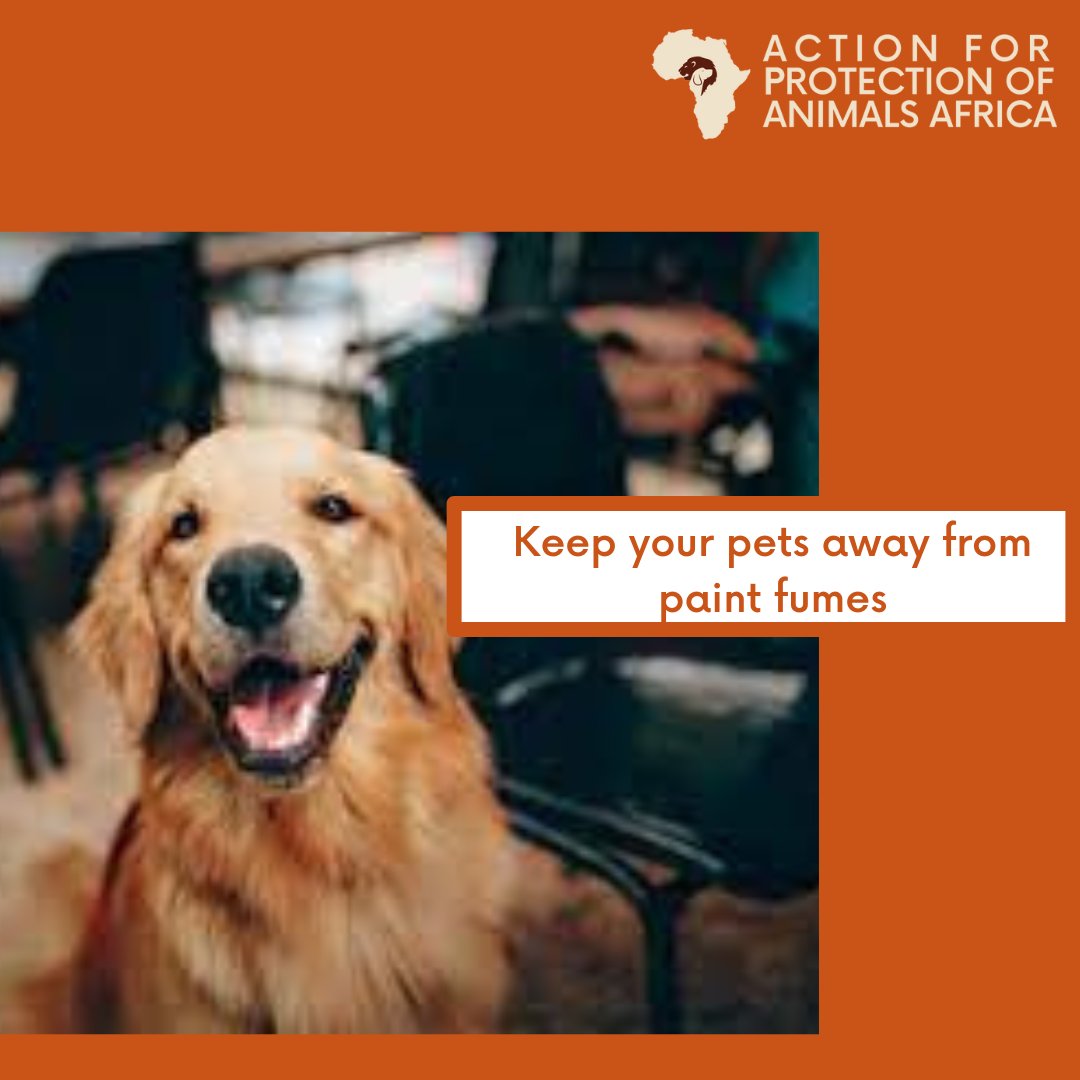 Action for Protection of Animals Africa APAA on Twitter "Paint fumes