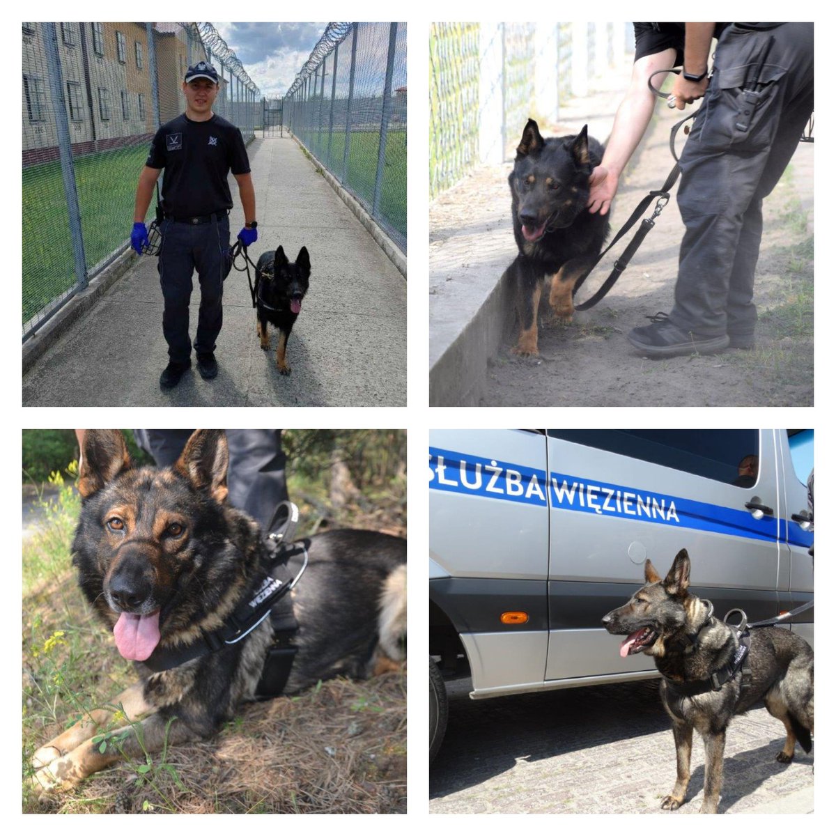 OISW_Lublin's tweet photo. Miły piątek😀 nasi wierni czworonożni towarzysze w służbie mają dziś swoje święto #1lipca #DzieńPsa🐕niezawodni kompani z nieocenionym nosem💪 chronią, bronią, udaremniają niedowolne przemyty👍
#NIGER #NYGUS #NUZI
#NIMBO #NEGOR #NORO #NINO
#NESSI #BAFI
#NORI #NOK https://t.co/lbsbTZg1ap