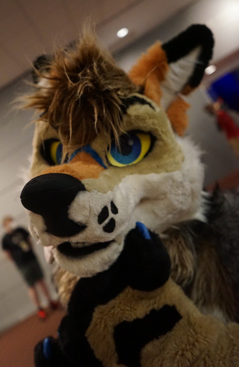 Cool yote pics of <a href="/rekirc/">Rek</a> ~

#Anthrocon #AC2022