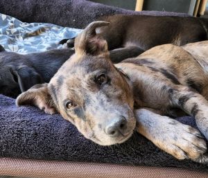 This is Aspen. She is a Catahoula Leopard Dog from Circle 2 Rescue. Adopt me: https://t.co/EIpy2jogUV https://t.co/aFLOslDgge