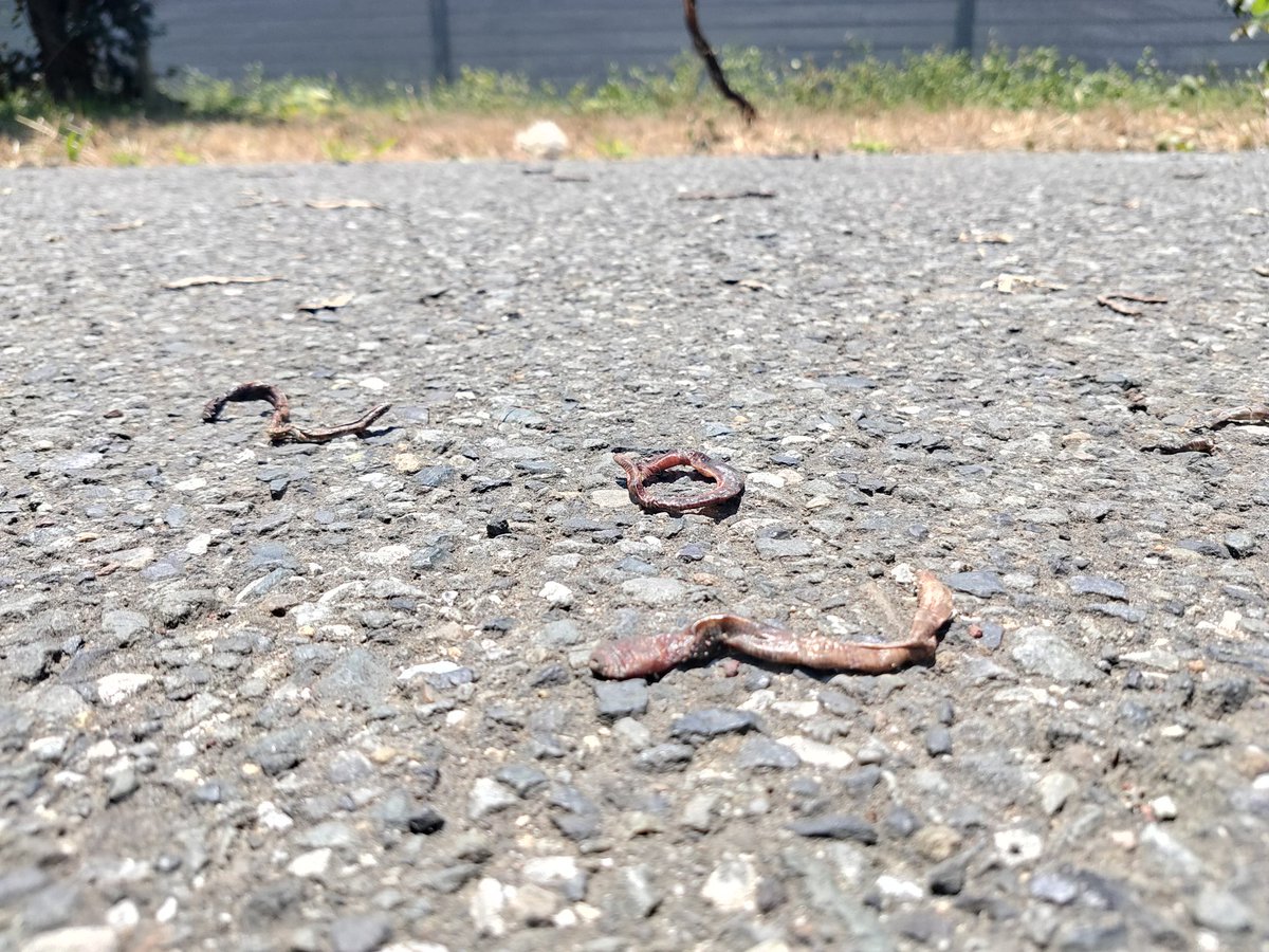 犬の大好物 連日の猛暑のせいかミミズが地上に這い出して大量死 各所でミミズの干物ロードができているらしい 2ページ目 Togetter