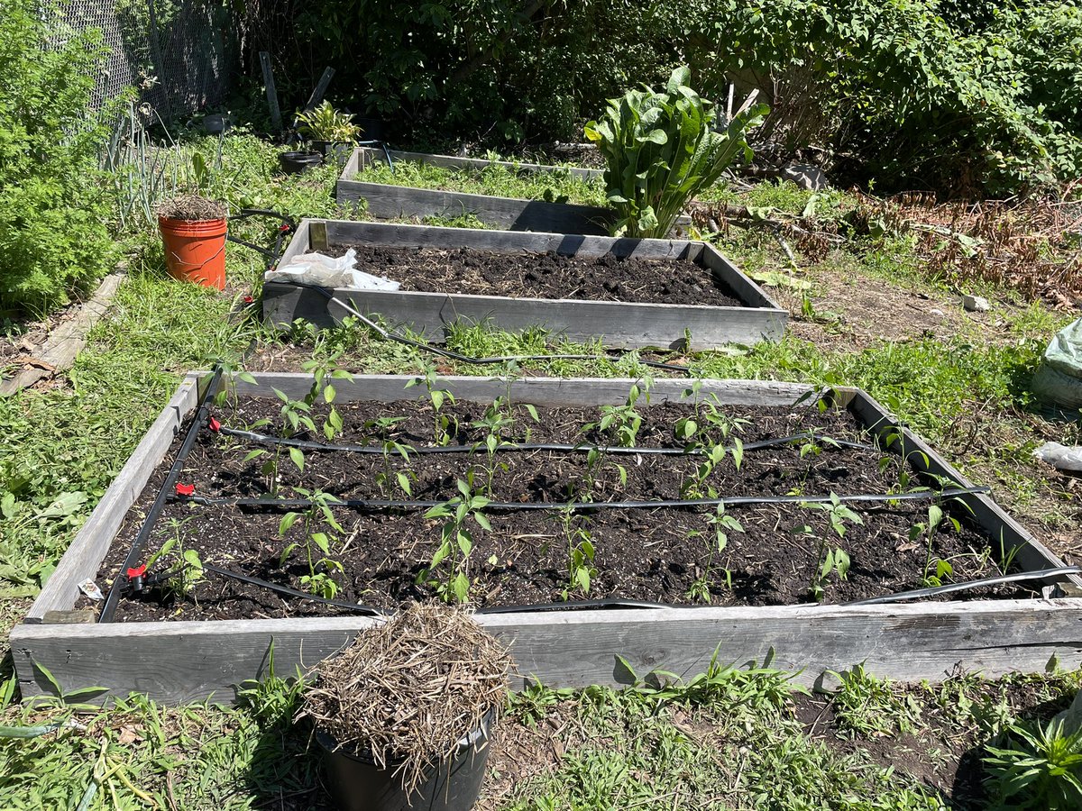 Two hours spent at the community garden yesterday morning and the first bed was filled with Serrano peppers for <a href="/SmallAxePeppers/">Smallaxepeppers</a>’ #BronxHotSauce and the second bed prepped. Let’s see if I can drag myself out this morning for a repeat