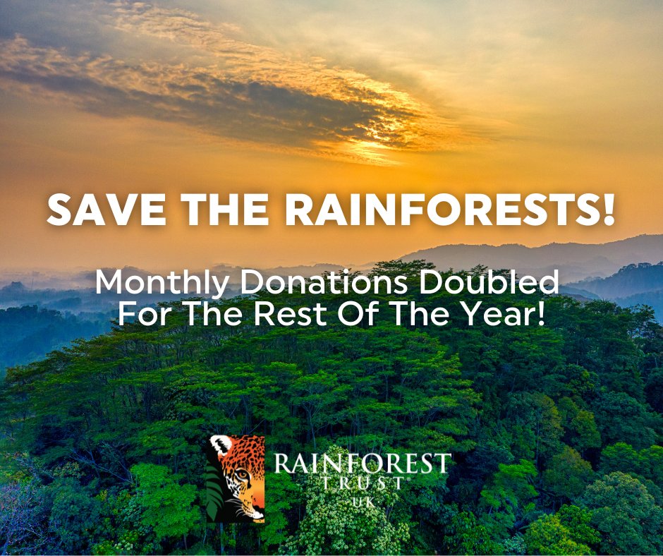 Concerned about #ClimateChange and worried about #SpeciesExtinctions? Why not become a monthly supporter of Rainforest Trust UK? Set up a regular monthly donation for Rainforest Trust UK in July and your donations will be DOUBLED for the rest of the year! bit.ly/3a6lMQJ