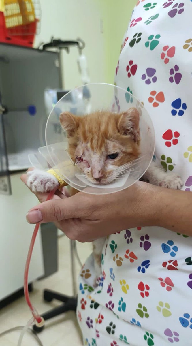 Refugio Animalea - Villamalea tweet media