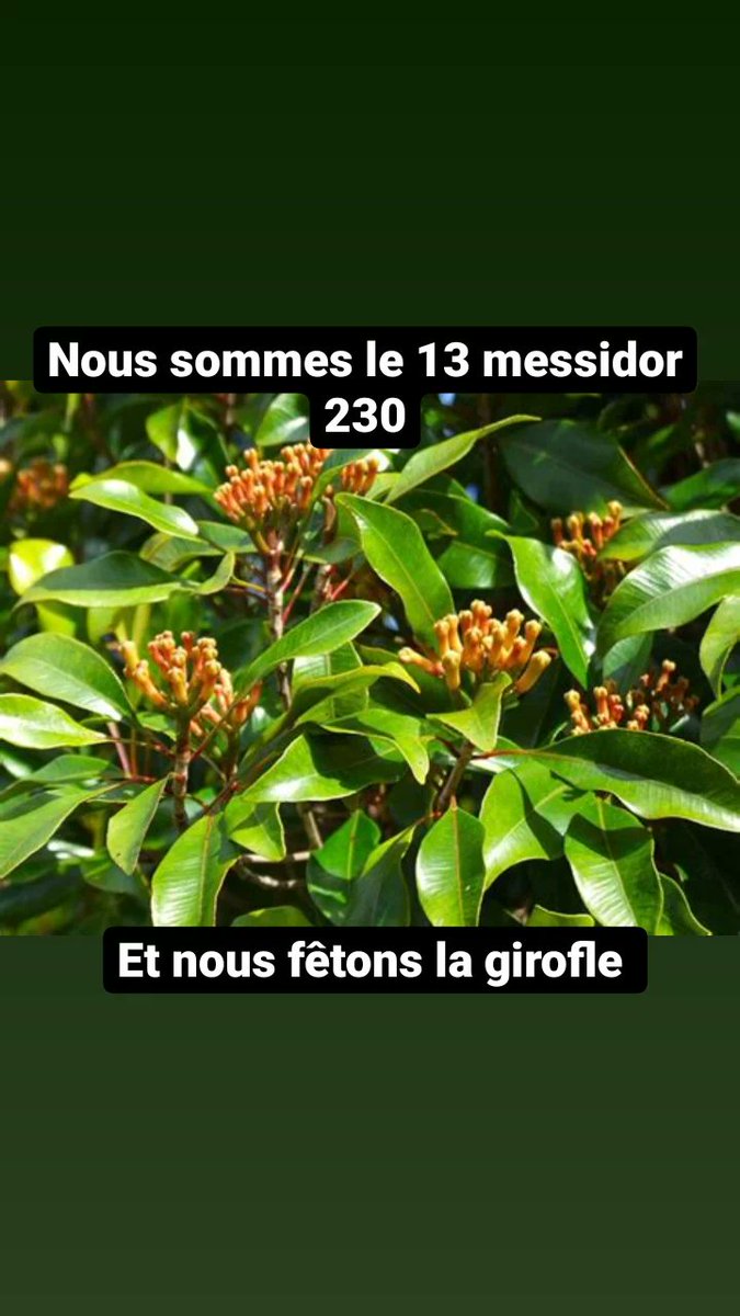 LC_Republicain's tweet photo. Nous sommes le 13 '#messidor 230 et nous fêtons la #girofle !
#lecalendrierrépublicain https://t.co/CqmvYYPtjC