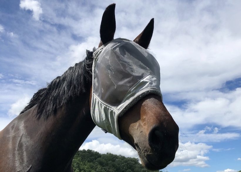 July Newsletter From Green Glen Equine Hospital - mailchi.mp/953f94a20349/h…