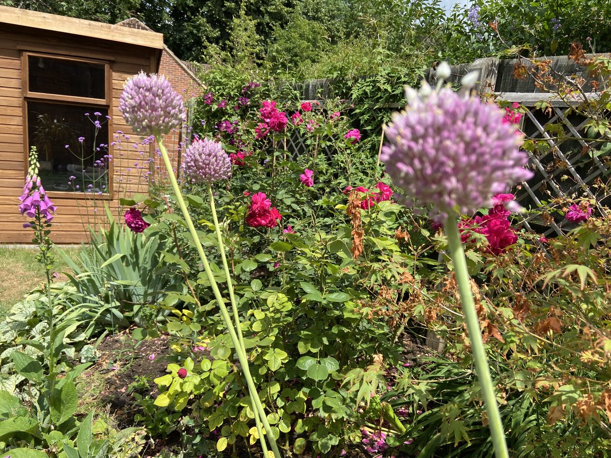 SueClarkAuthor's tweet photo. I know I shouldn’t let them flower but they look so damn good. Ladles and jellyspoons, I present … my #elephantgarlic ! #amgardening https://t.co/P2Ev6yVUKK