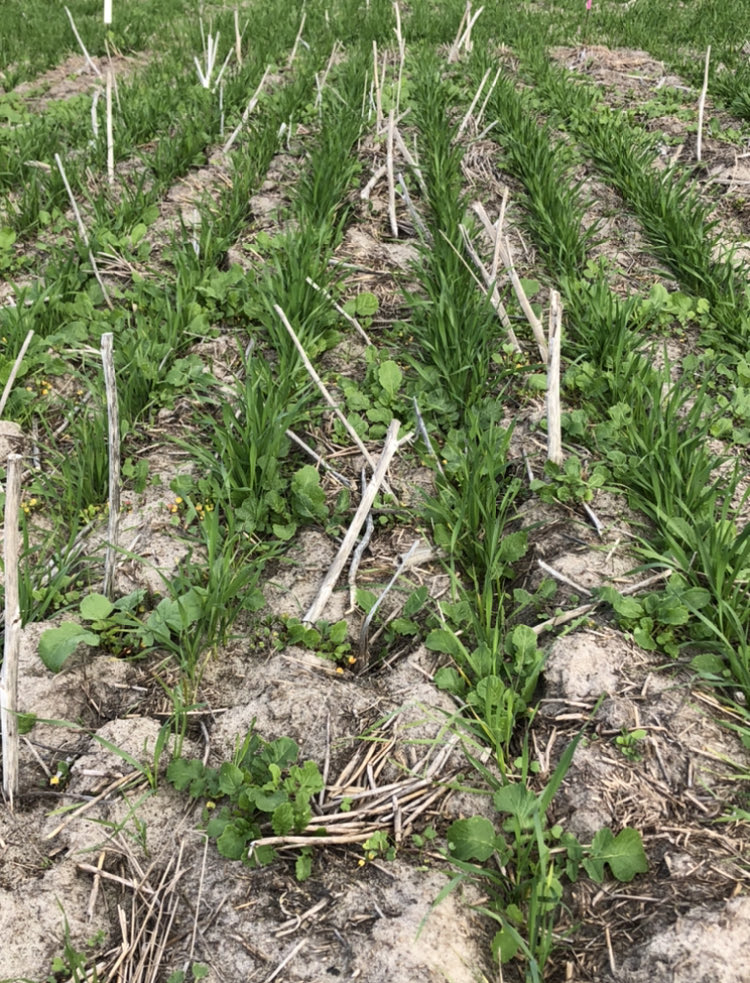 Mitch Tuffley tweet media