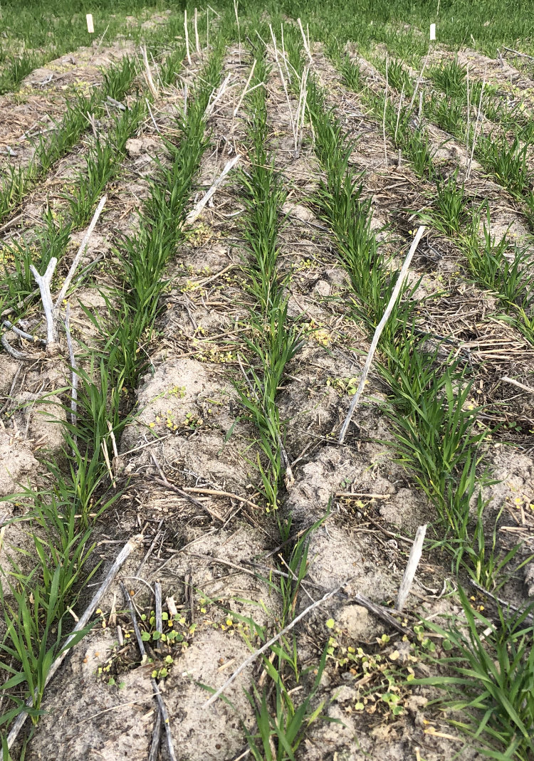 Mitch Tuffley tweet media