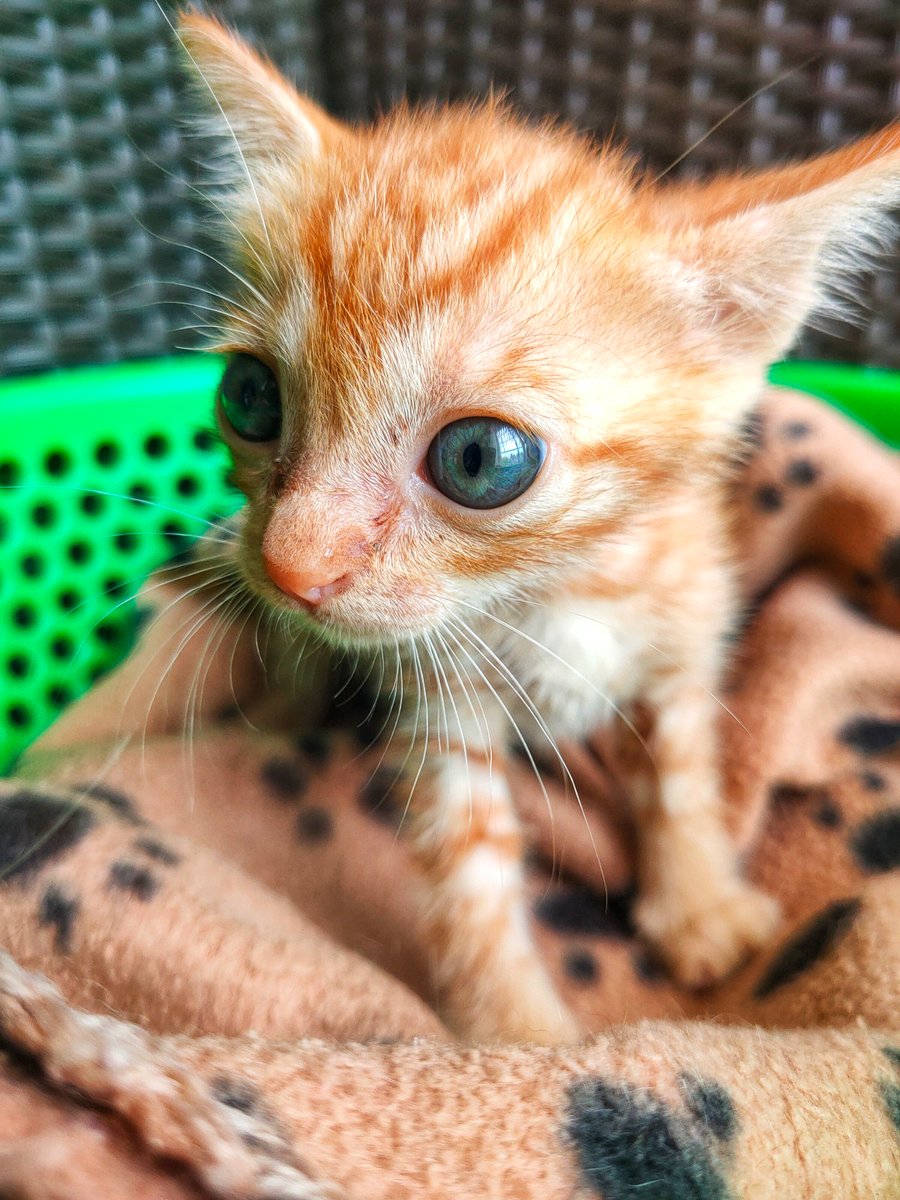 fourpawsAU's tweet photo. Cute kitten Fire Cub was rescued from under a motorbike after being dumped in the area. Luckily, he was picked up by our #CatsMatterToo partner, Vietnam Cat Welfare.
This playful kitten has found a foster home, and hopefully soon a forever home.
#FelineFriday #FightForCats https://t.co/YQu1tpU2D0