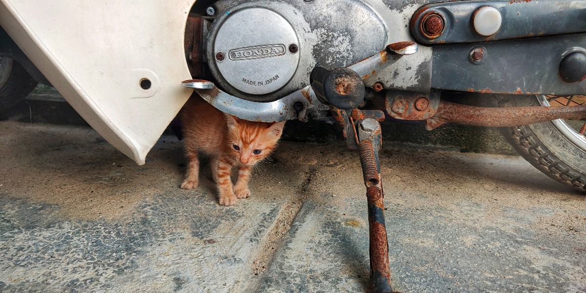 fourpawsAU's tweet photo. Cute kitten Fire Cub was rescued from under a motorbike after being dumped in the area. Luckily, he was picked up by our #CatsMatterToo partner, Vietnam Cat Welfare.
This playful kitten has found a foster home, and hopefully soon a forever home.
#FelineFriday #FightForCats https://t.co/YQu1tpU2D0