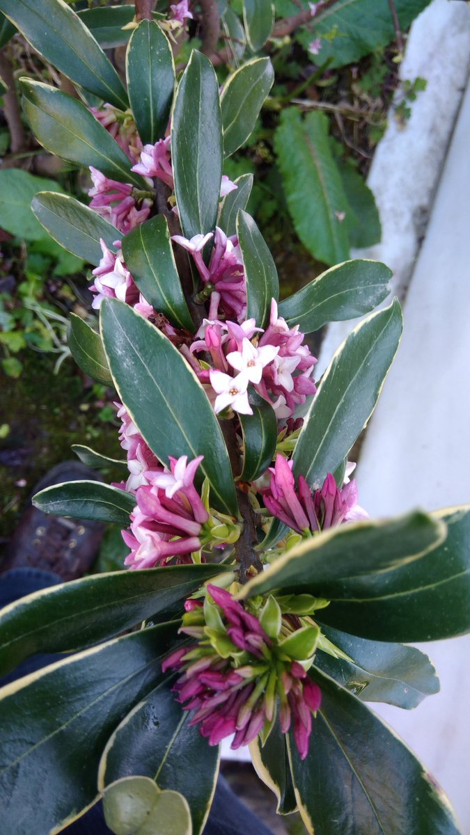 fun_phys's tweet image. Daphne