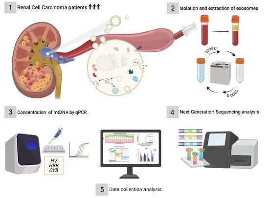 #ProducciónCientífica #IBSGranada 
"Determination of Exosome Mitochondrial DNA as a Biomarker of Renal Cancer Aggressiveness"

mdpi.com/2072-6694/14/1…

<a href="/hospital_hvn/">HUVN</a> <a href="/CanalUGR/">Universidad Granada</a>