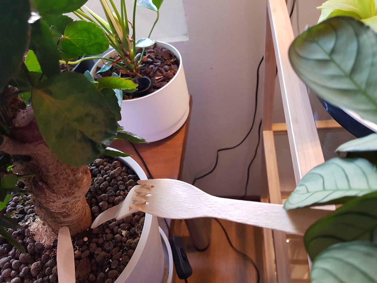 kmjunik's tweet image. Biologinen tuholaistorjunta vaatii haarukkaliitosta. Ja saanko myös esitellä sillan ihmeköynnöksestä paavalinkukan kautta guavaan.
#tuholaistorjunta #torjuntaeliöt #biotus #kasvit #huonekasvit #kasvintuholaiset