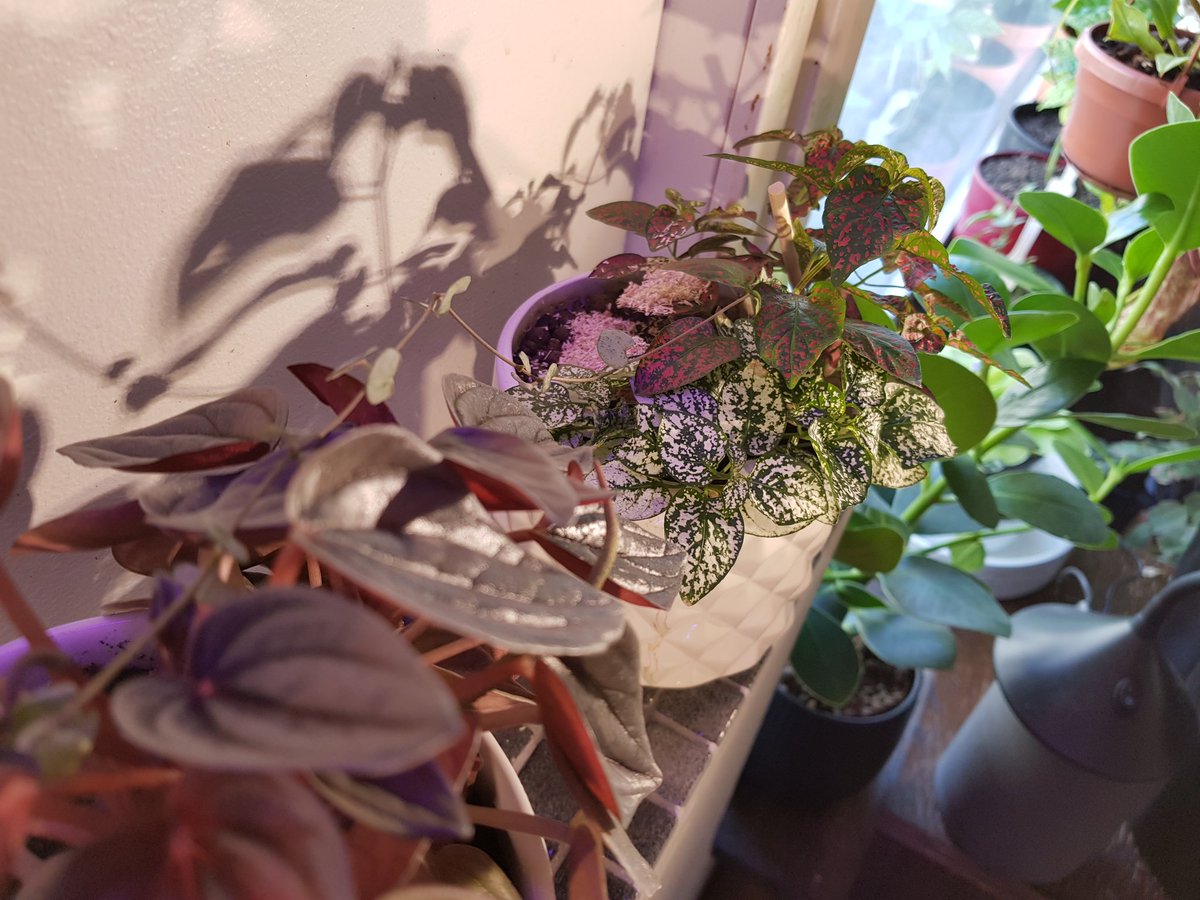 kmjunik's tweet image. Biologinen tuholaistorjunta vaatii haarukkaliitosta. Ja saanko myös esitellä sillan ihmeköynnöksestä paavalinkukan kautta guavaan.
#tuholaistorjunta #torjuntaeliöt #biotus #kasvit #huonekasvit #kasvintuholaiset