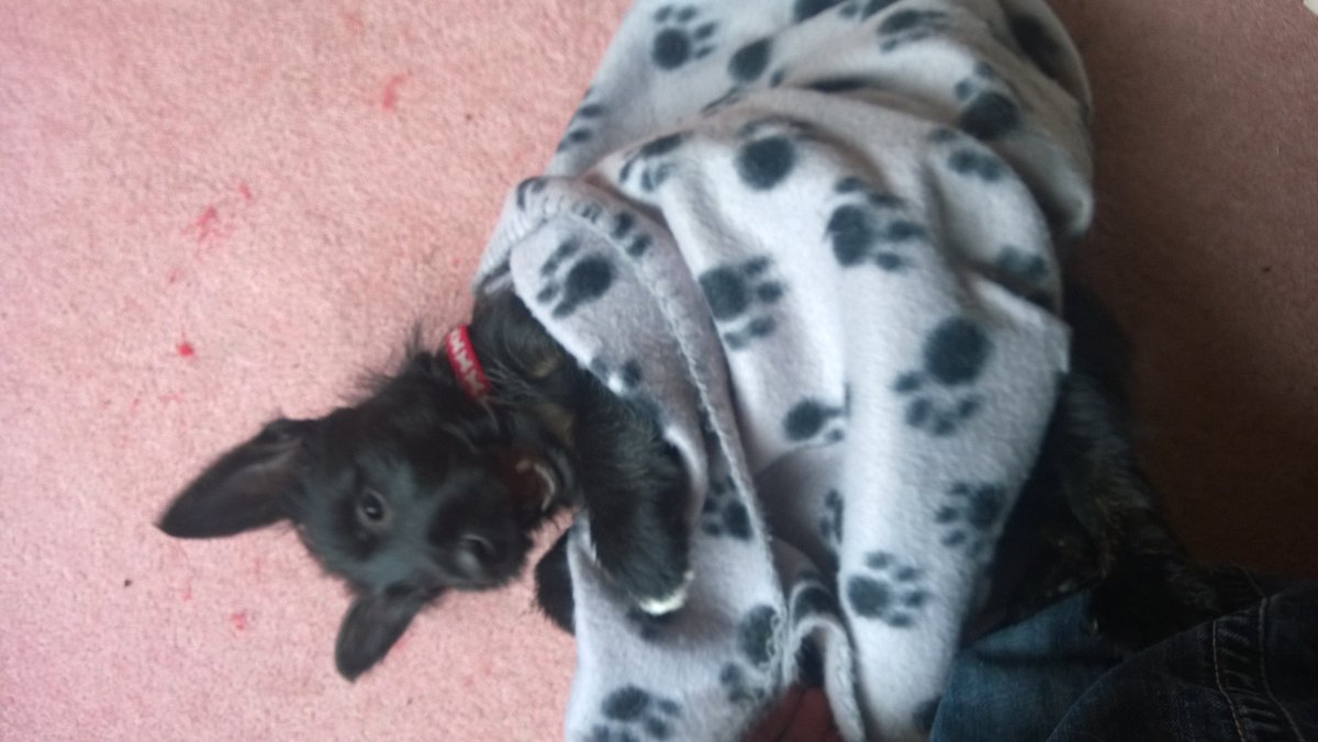 House_Carrot's tweet photo. #ThrobackThursday but on a Friday. 7 years ago when I was a tiny pupper out exploring the greens, chasing bugs and fighting with my blanket #dogsoftwitter #ScottiesRock #ScottishTerrier https://t.co/suuNuF8HrK
