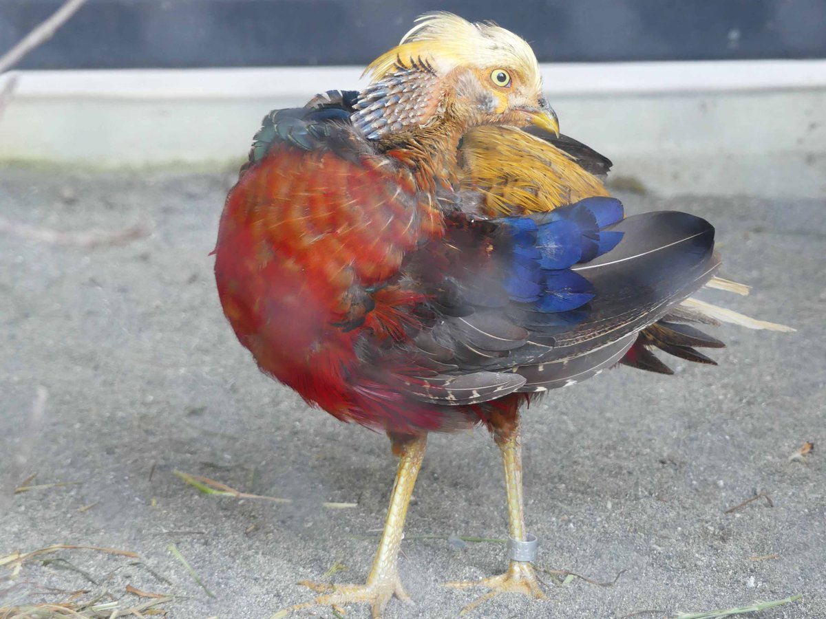 猫の顔写真から痛みを検知するAI「CPD」のユーザー数が25,000人を突破―無料で利用可能 | 知財図鑑, image size:1200x900